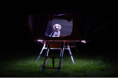 Why I Love Camping with A Roofnest as a Dog Owner