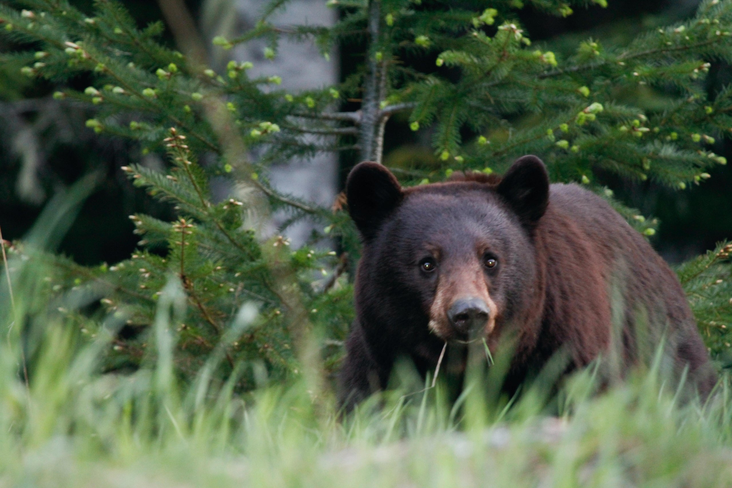 Protecting Your Food From Bears - Green Mountain Club