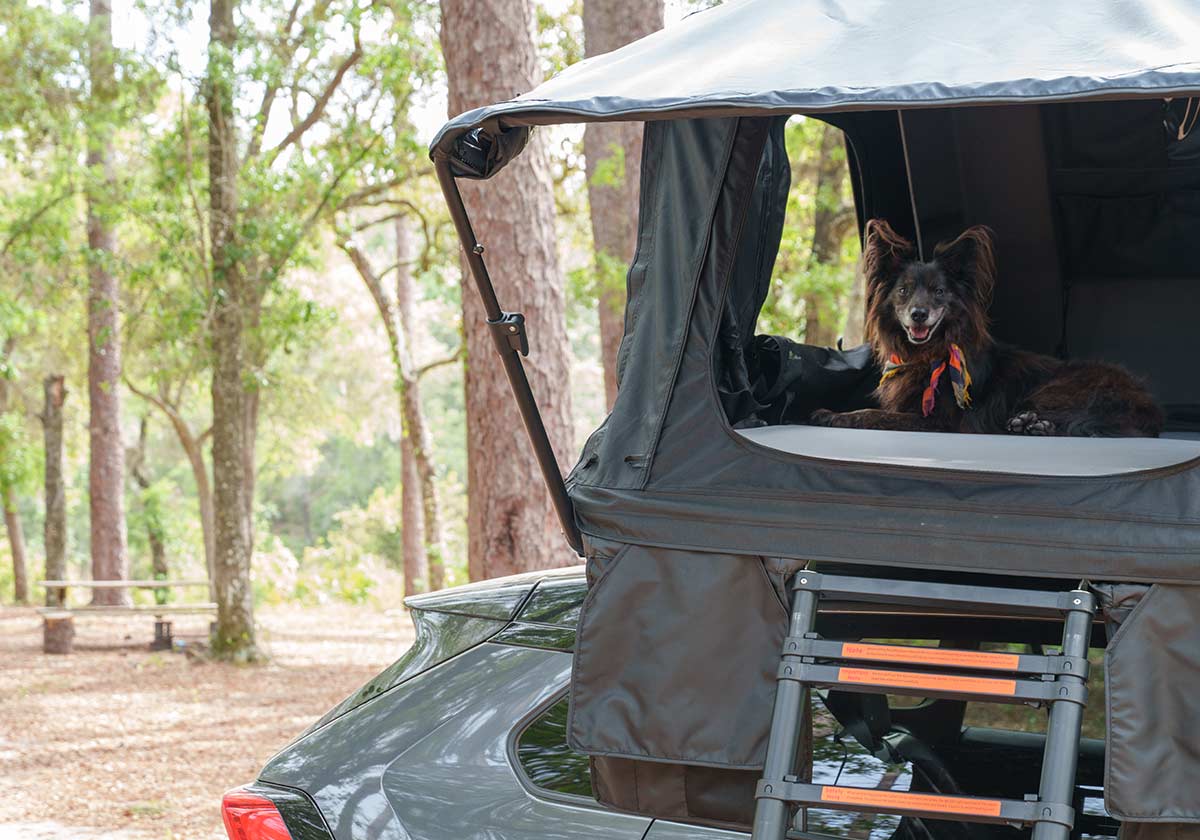 Roofnest Condor 2 Air Roof top Tent