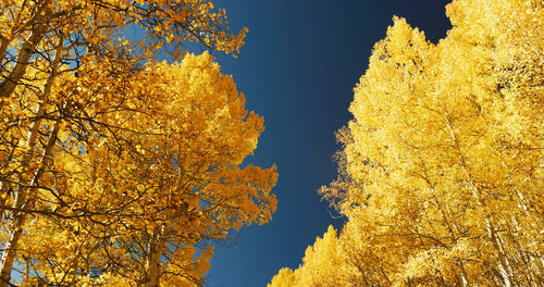 Aspens, Colorado